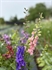 Bells of Ireland (Bunch)