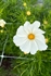 Cosmos (Bunch)