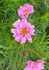 Cosmos (Bunch)