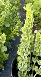 Picture of Bells of Ireland (Bunch)