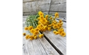 Picture of Artisema (Bunch)