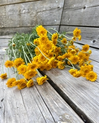 Picture of Artisema