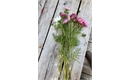 Picture of Cosmos (Bunch)