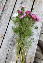 Picture of Cosmos