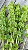 Picture of Bells of Ireland
