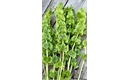 Picture of Bells of Ireland (Bunch)