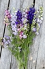 Picture of Larkspur