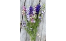 Picture of Larkspur (Bunch)