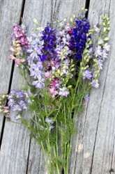 Picture of Larkspur