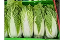 Picture of Chinese Napa Cabbage