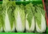 Chinese Napa Cabbage