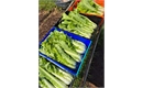 Picture of Chinese Granat Cabbage