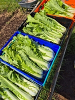 Picture of Chinese Granat Cabbage