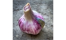 Picture of Rhapsody White Garlic Bulb
