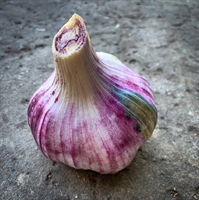 Picture of Rhapsody White Garlic Bulb