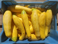 Picture of Zephyr Squash
