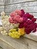 Picture of Achillea millefolium