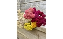 Picture of Achillea millefolium