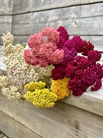 Picture of Achillea millefolium