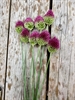 Picture of Drumstick Alium