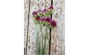 Picture of Drumstick Alium