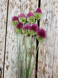 Picture of Drumstick Alium