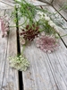 Picture of Daucus