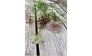 Picture of Daucus