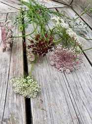 Picture of Daucus