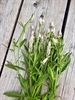 Picture of Celosia pale pink