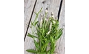 Picture of Celosia pale pink