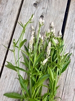 Picture of Celosia pale pink
