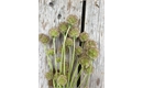 Picture of Pin Cushion Scabious