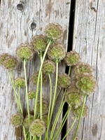 Picture of Pin Cushion Scabious