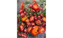 Picture of Orange & Red Strawflowers