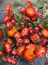 Picture of Orange & Red Strawflowers