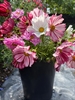 Picture of Mixed Cosmos