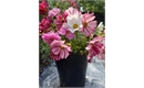 Picture of Mixed Cosmos