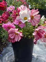 Picture of Mixed Cosmos