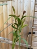 Picture of mixed Grasses