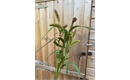 Picture of mixed Grasses