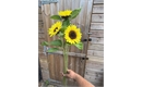 Picture of Sunflowers