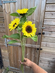 Picture of Sunflowers