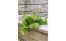 Picture of Ammi Green Mist
