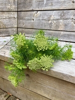 Picture of Ammi Green Mist