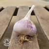 Picture of White Garlic Bulb