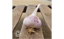 Picture of White Garlic Bulb