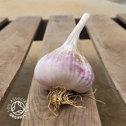 Picture of White Garlic Bulb