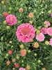 Picture of Fatso Morgana Scabious
