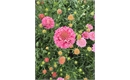 Picture of Fatso Morgana Scabious